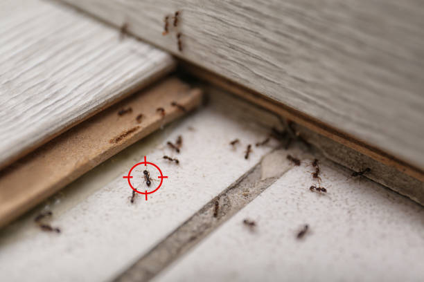 Best Exterminator Services  in Lewiston, UT