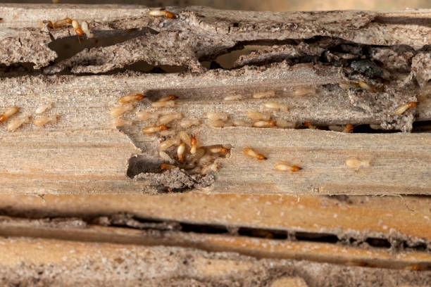 Best Pest Control Near Me  in Lewiston, UT