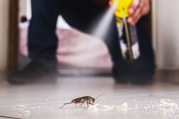 Best Termite Control Services  in Lewiston, UT
